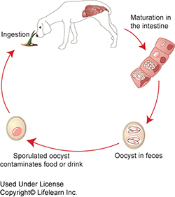 canine_coccidiosis_-_2009