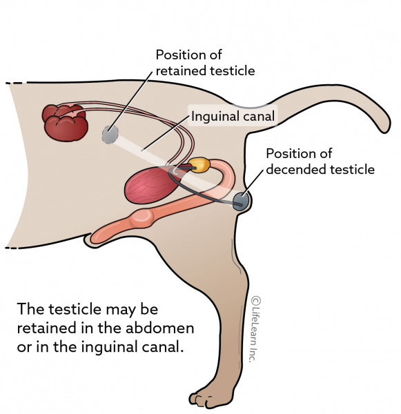 dog_m_retained_testicle_lateral_view_2018-01