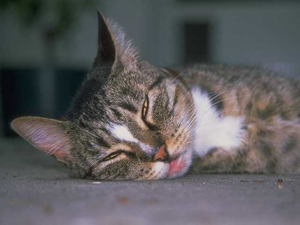 autoimmune_skin_disease_in_cats_general