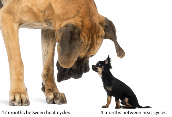 great_dane_chihuahua_heat_cycle-01 great_dane_chihuahua_heat_cycle-01