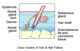 skin__lymphoid_tumors-1