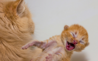 caesarean_section_kitten_cat