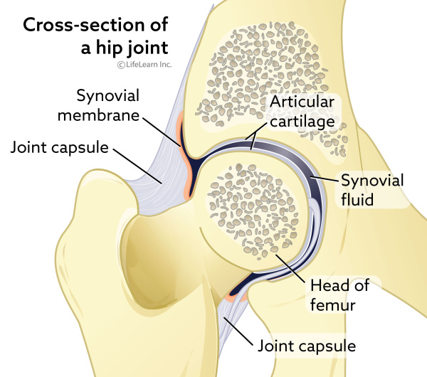 hip_joint_anatomy_2018-01 hip_joint_anatomy_2018-01