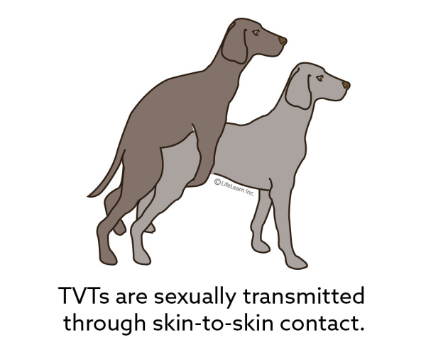 transmissble_veneral_tumors_2018