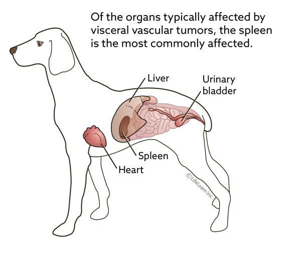 dog_pos_of_visceral_vascular_tumors_2018-01
