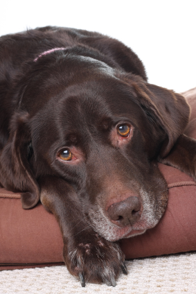 dog_-_dog_bed_cushion_istock_000011012392xsmall
