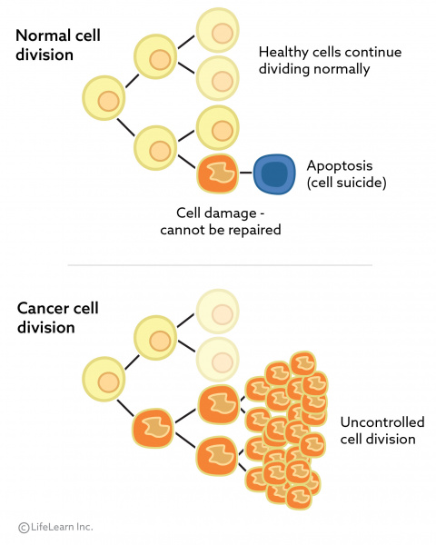 cancer_cell_division_2018-01 cancer_cell_division_2018-01