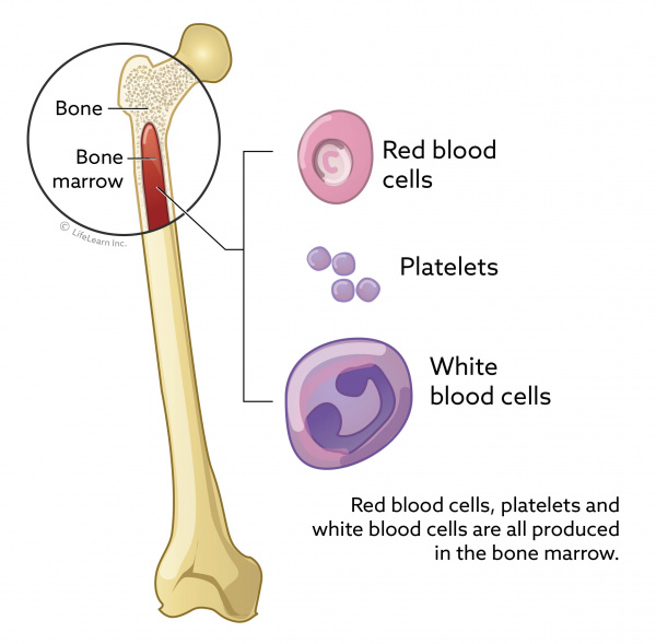 blood_cells_from_bone_2018-01