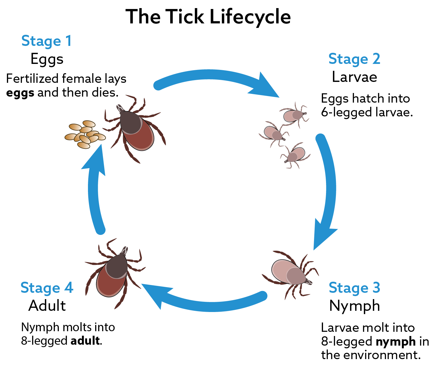 The tick life cycle is a circle. 1) A fertilized female tick lays eggs then dies. 2) The eggs hatch into 6-legged larvae. 3) The larvae turn into 8-legged nymphs. 4) The nymphs molt into 8-legged adult ticks, which then can reproduce and start the cycle again.