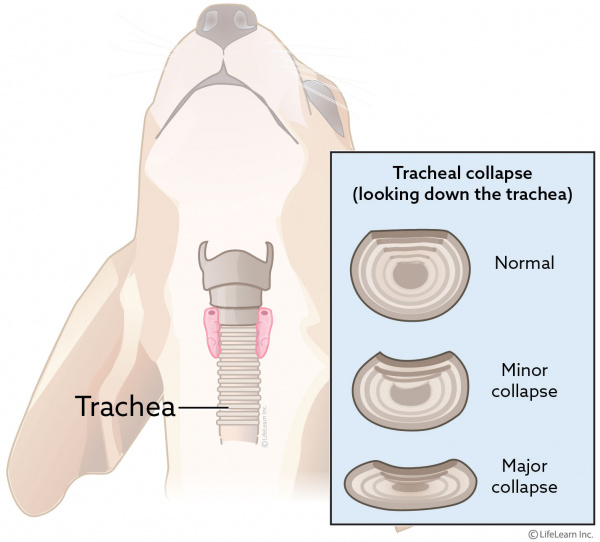 dog_tracheal_collapse_2018-01 dog_tracheal_collapse_2018-01
