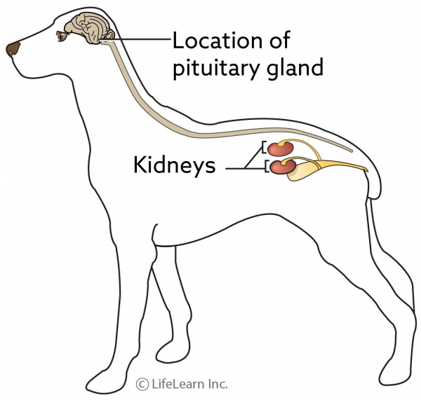 diabetes_dogs_kidneys_updated2017-01