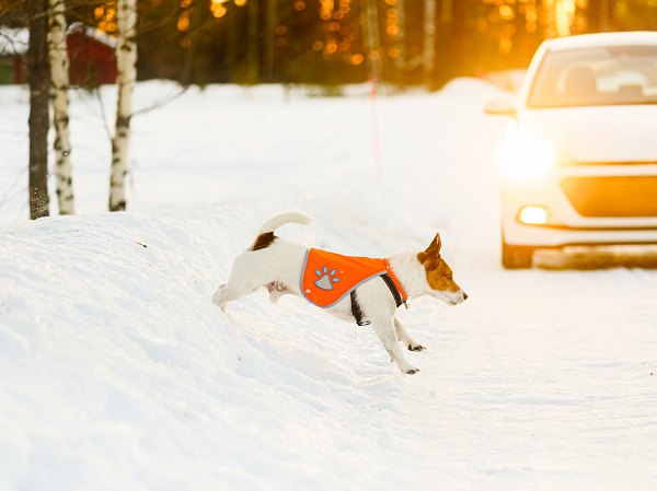 Small dog running in front of vehicle