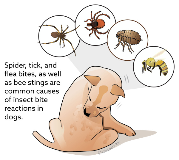 dog_insect_bites_2018-01 dog_insect_bites_2018-01