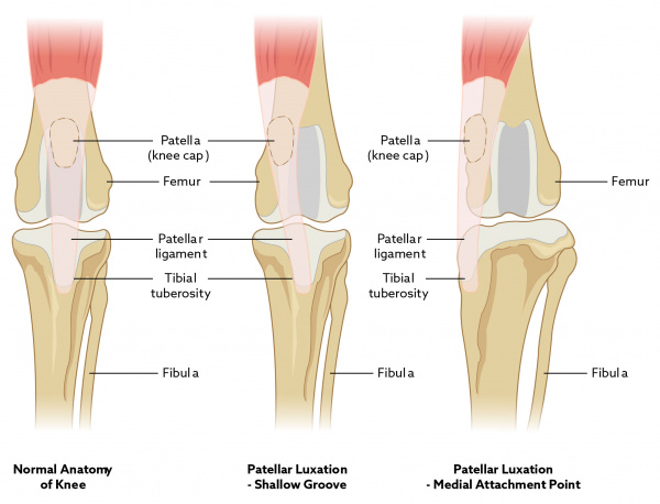 patellar_luxation_2018_ek_db-01 patellar_luxation_2018_ek_db-01