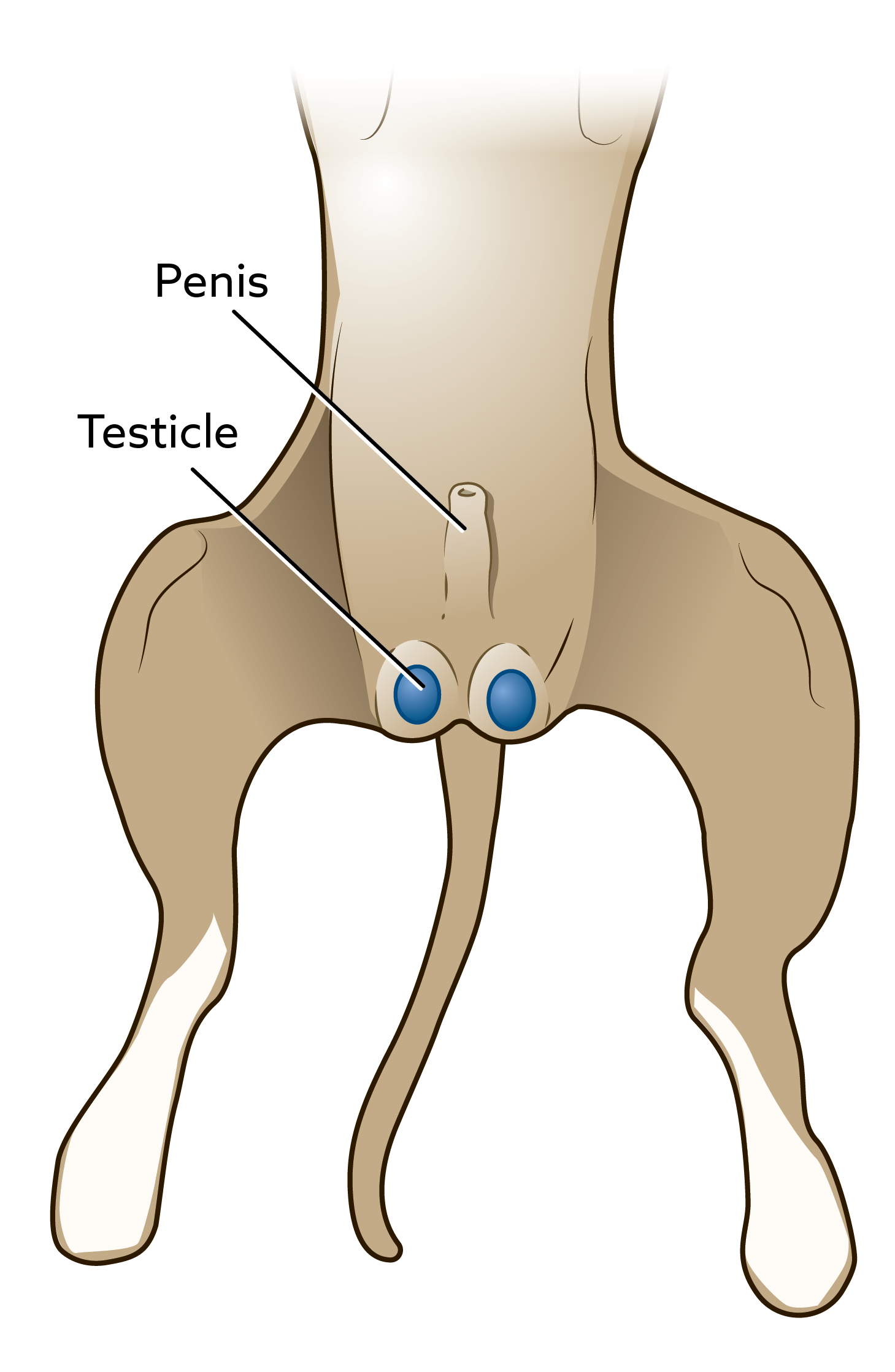 Illustration showing a dog's stomach. The penis and testicles are located near the hind end, on the stomach. During a neutering procedure, both testicles are removed through a small incision in the scrotum (sac around the testicles).