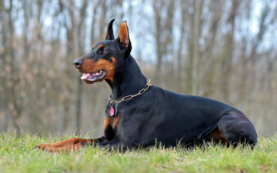 von_willebrand_doberman