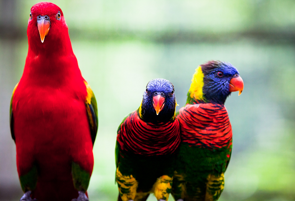 lory perching with lorikeets