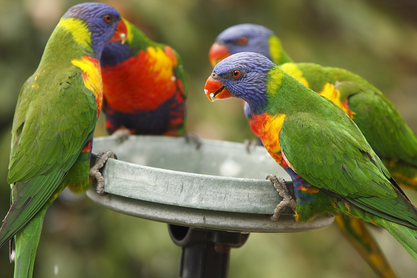 group of rainbow lorikeets feeding