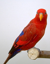 lories__lorikeets-feeding-1 lories__lorikeets-feeding-1