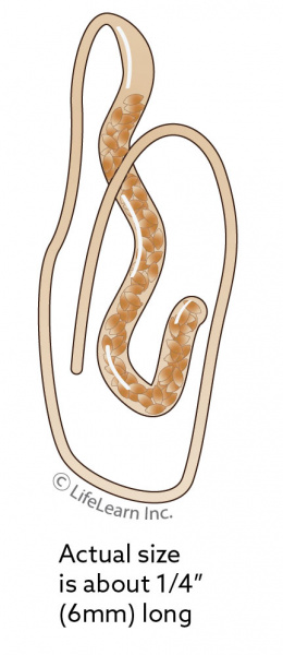 whipworm_egg_2018-01 whipworm_egg_2018-01