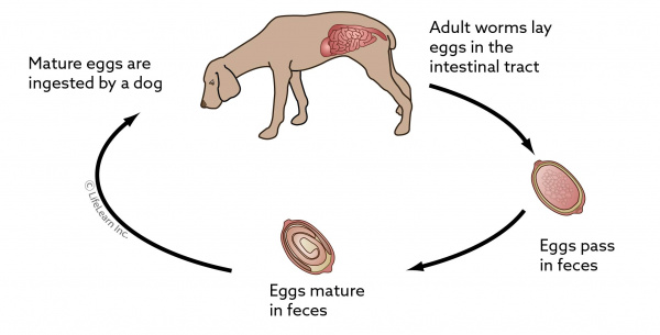 whipworm_lifecycle_2018-01
