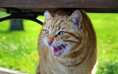 first_aid_for_cats