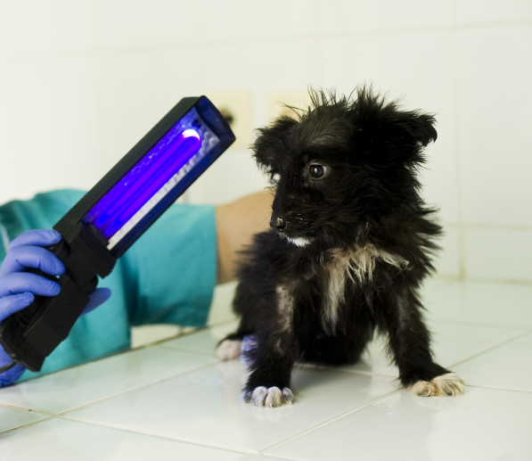 Veterinarian scanning a puppy's fur with a Wood's lamp