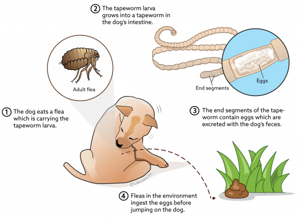 tapeworm_dog_flea_lifecycle_2018-01