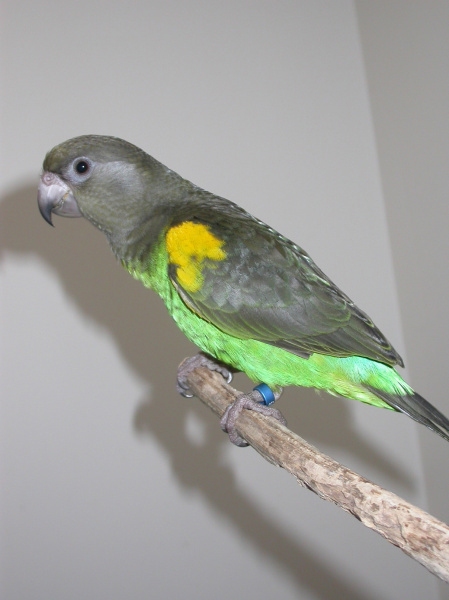 meyers_parrots_-_feeding-1