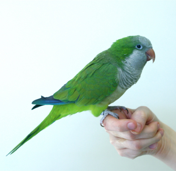 quaker_or_monk_parakeets_-_feeding-1 quaker_or_monk_parakeets_-_feeding-1