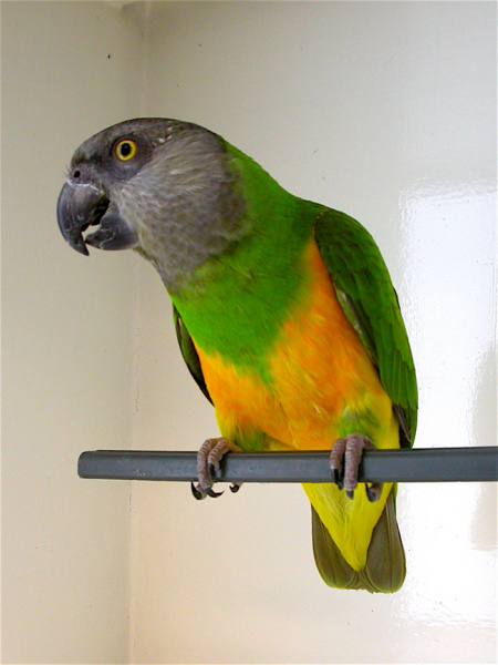 senegal_parrots_-_feeding-1