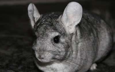 chinchilla_-_-_problems