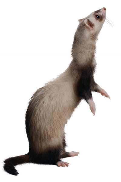 ferrets_-_gastrointestinal_disease-1