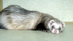 ferrets_-_gastrointestinal_disease-2