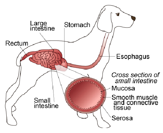 digestive_tract_muscle_tumors-1