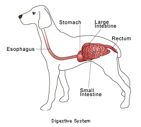 digestive_tract_intestinal_epithelial_tumors-1