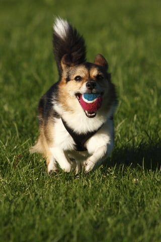 disobedient_unruly_and_excitable_dogs_1