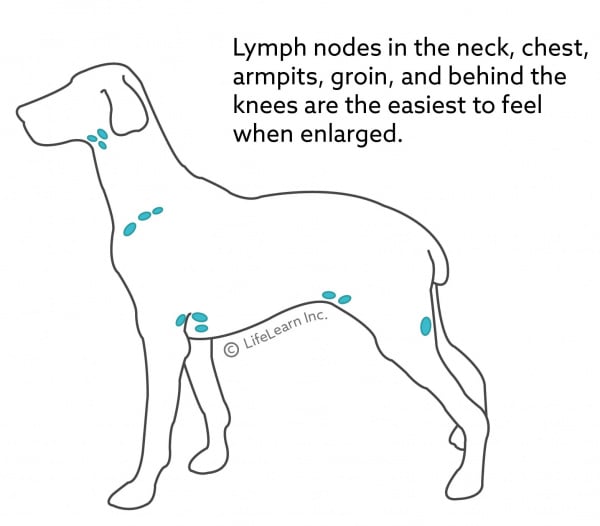 lymph_nodes_dog_2018-01 lymph_nodes_dog_2018-01