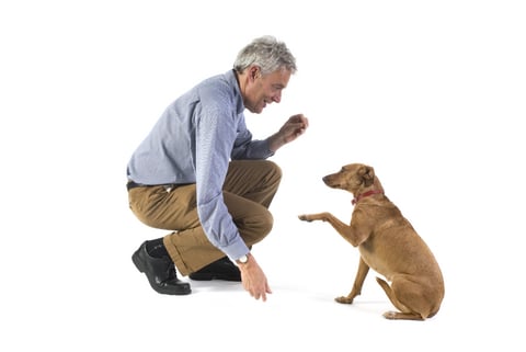 submissive_and_excitement_urination_in_dogs_2
